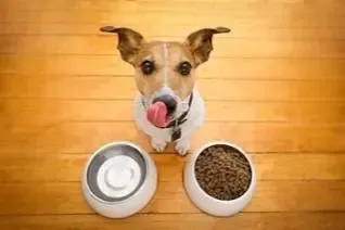 Healthy dog food and treats for dental health