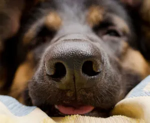 Healthy, wet dog nose.
