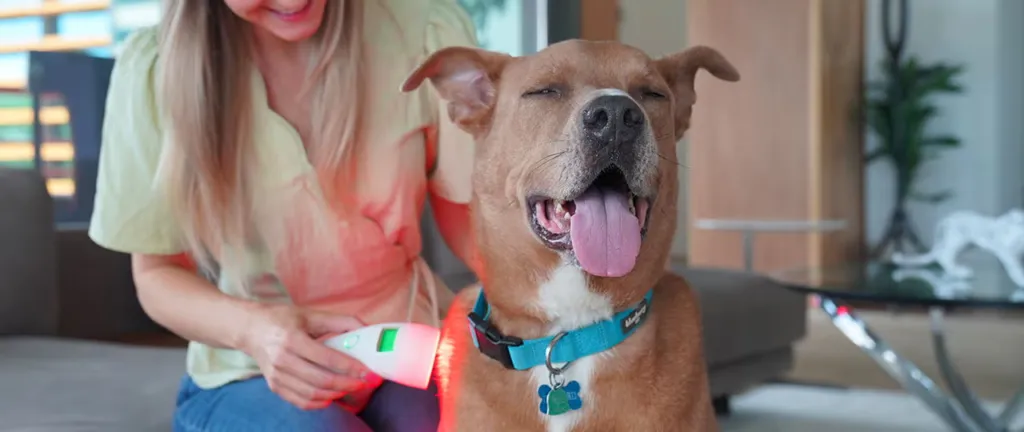 HelioPet device used on a dog