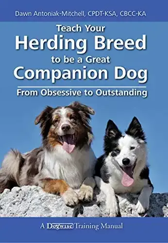Herding dog looking attentively