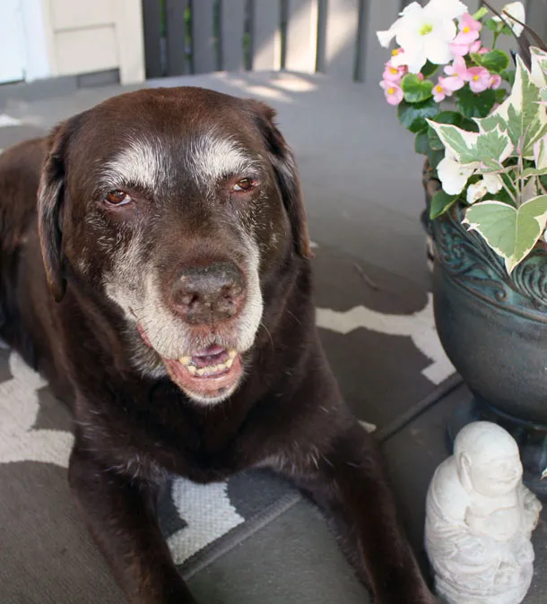 Holistic Care for Your Senior Dog and How Much It Costs, showing a senior dog receiving attentive care, emphasizing the importance of holistic approaches in ensuring the well-being of older pets