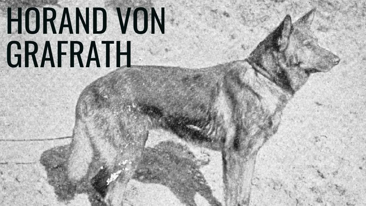 Horand von Grafrath, the very first German Shepherd dog, a foundational ancestor for all different types of German Shepherds known today.