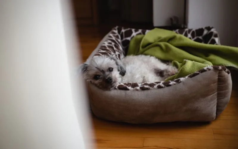 How to Stop Dog Barking At Night by Robert Petrovic from Canva