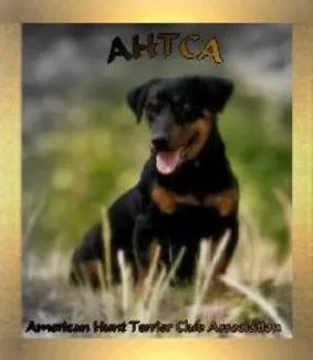 Hunt Terrier logo, representing Jack Russells excelling in working dog roles