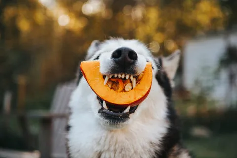 Husky next to a pumpkin slice, highlighting pumpkin as a good food for dogs' digestive health