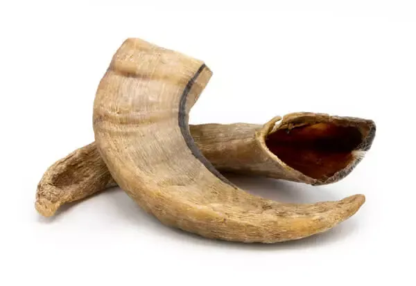 Icelandic Lamb Horns, a unique and very hard long-lasting dog chew, suitable for all chewing styles.