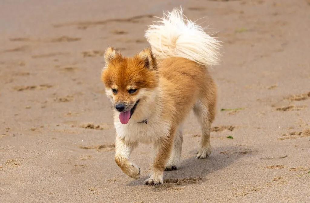 Icelandic Sheepdog