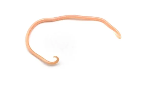Illustration of Toxocara canis larva in tissue