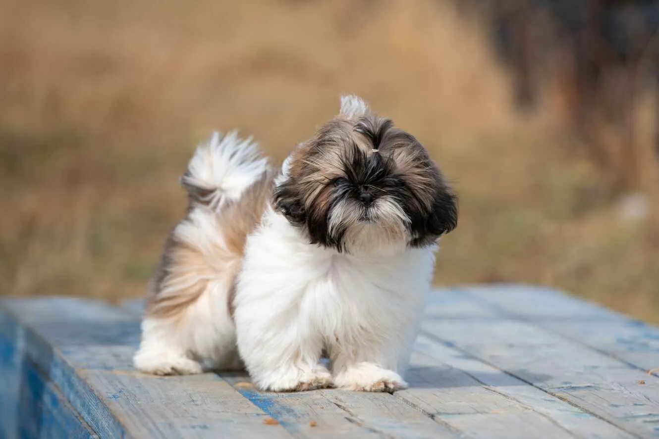 Image of a Maltese dog