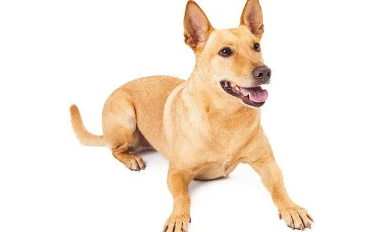 Indian Pariah Dog