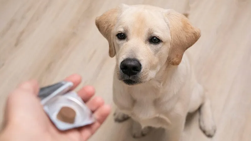 Infographic illustrating how to prevent Lyme disease in dogs