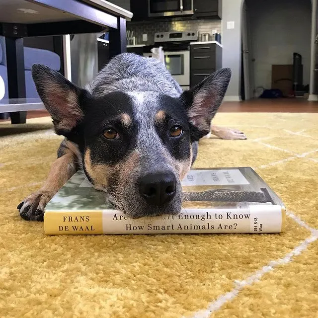 Instagram post discussing insights from Frans de Waal's "Are We Smart Enough," broadening understanding for new dog owners.