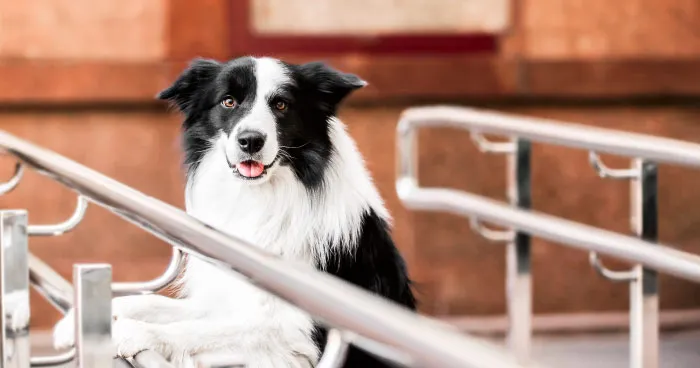 Intense Border Collie focusing intently