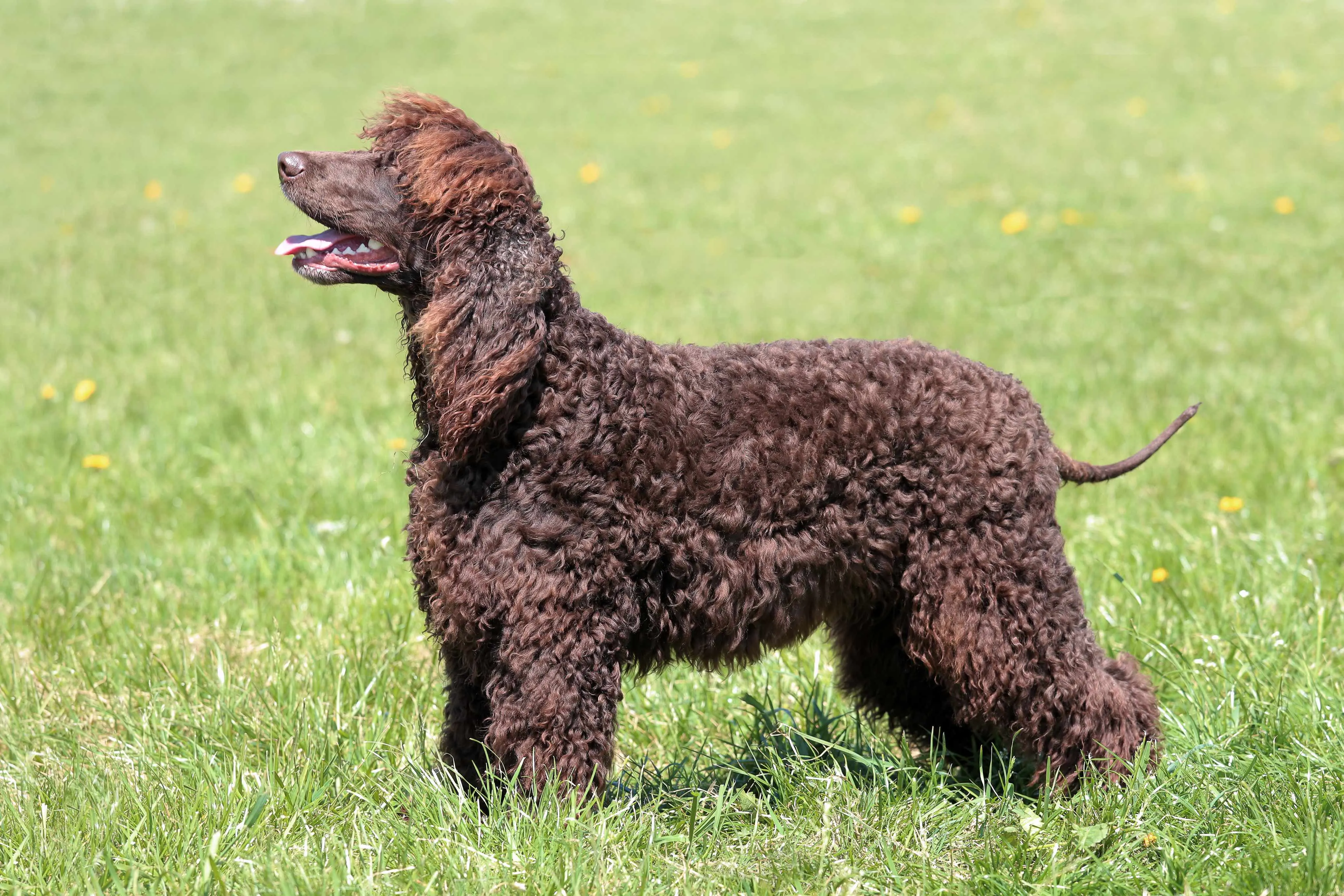 Irish Water Spaniel dog profile