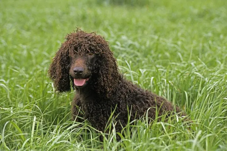 Irish Water Spaniel sitting in tall grasses, highlighting its distinctive curly, low-shedding coat and alert posture.