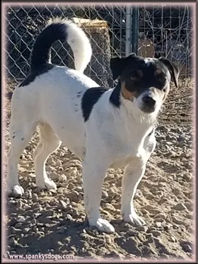 Irma, a smooth coat Jack Russell Terrier puppy