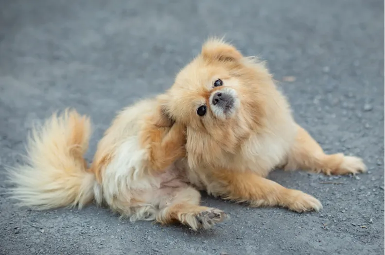 itchy dog relief - probiotic dog skin allergy remedy