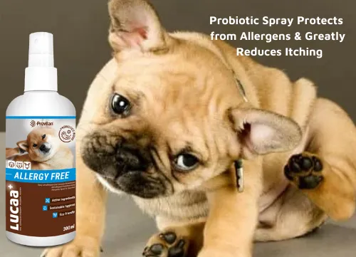 itchy dog relief