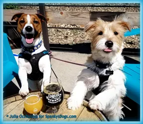 Jackson and Summit, two happy JRTs from Spanky's Dogs