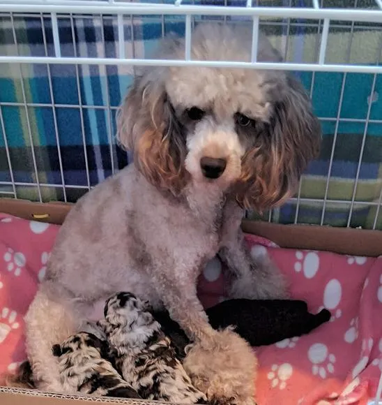 J'Adore the Toy Poodle alongside her new puppies