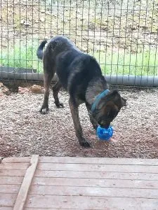 Jambo with Kong Treat Ball