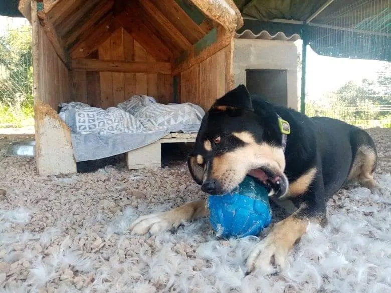 Jean, a dog, attempting to chew and "destroy" the Kong Rewards Ball, which shows its durability