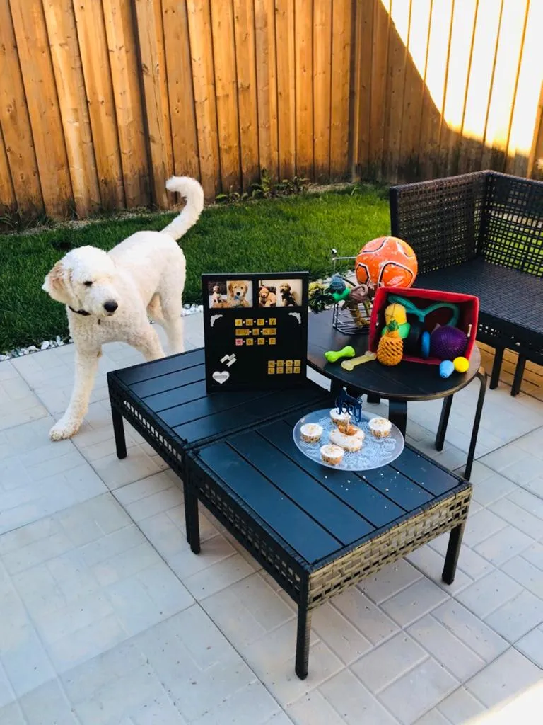 Joey as an adult Goldendoodle