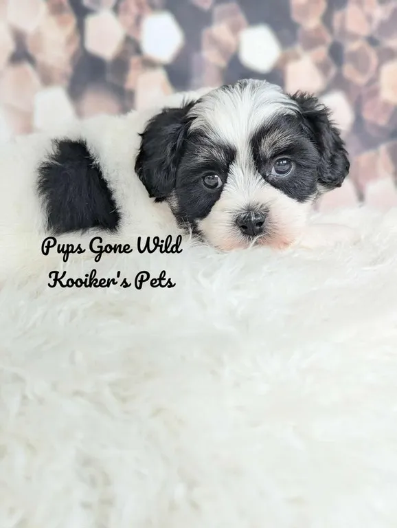 Johnny, a black and white Teddy Bear male puppy with brown markings