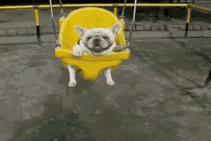 Joyful animated GIF of a bulldog, embodying Cyril's spirit and the reviewer's happiness with Connie Willis's "To Say Nothing of the Dog"