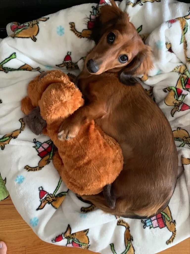 Jules, a Knightz Joy miniature dachshund