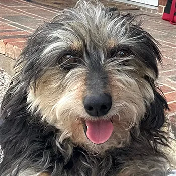 Juliette