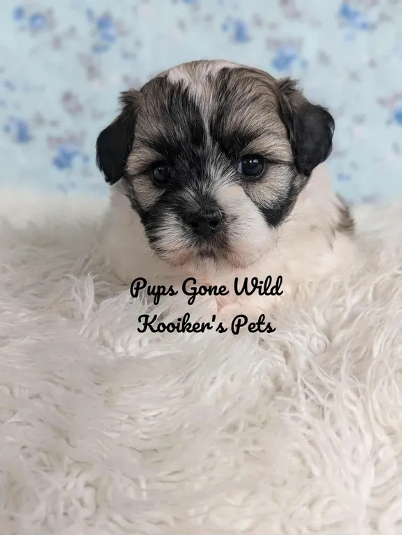 June, a charming sable and white Teddy Bear female puppy