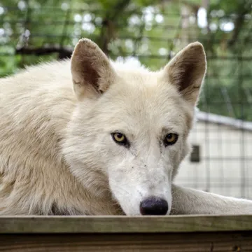 Karma Requires a Foster Family