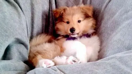 Kefir demonstrating that a puppy and a beanbag equals endless fun.