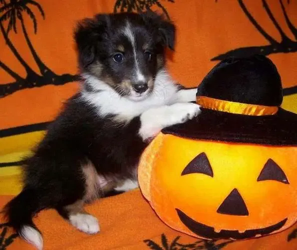 Kenzie loves Halloween. On an unrelated note, here she is demonstrating her penchant for dressing up scary pumpkins because they look funny.