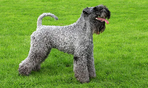 Kerry Blue Terrier