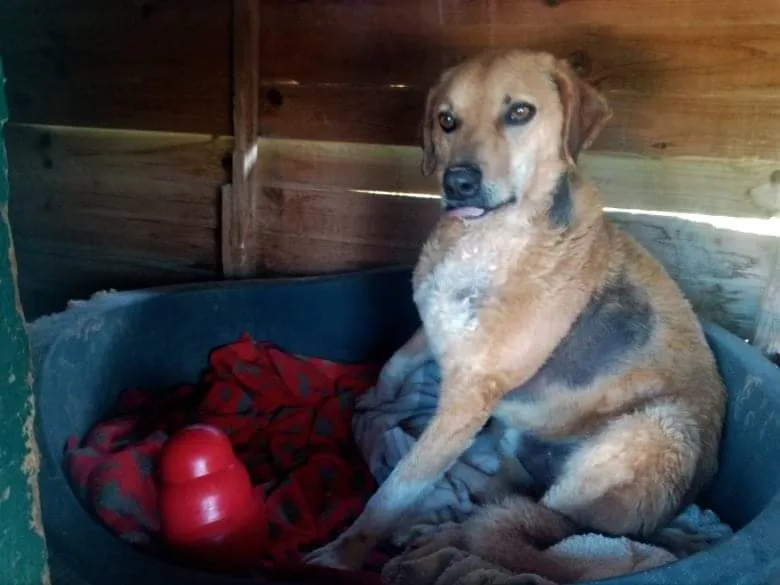 Kilo looking confused by the Kong Wobbler, an unusual treat dispenser
