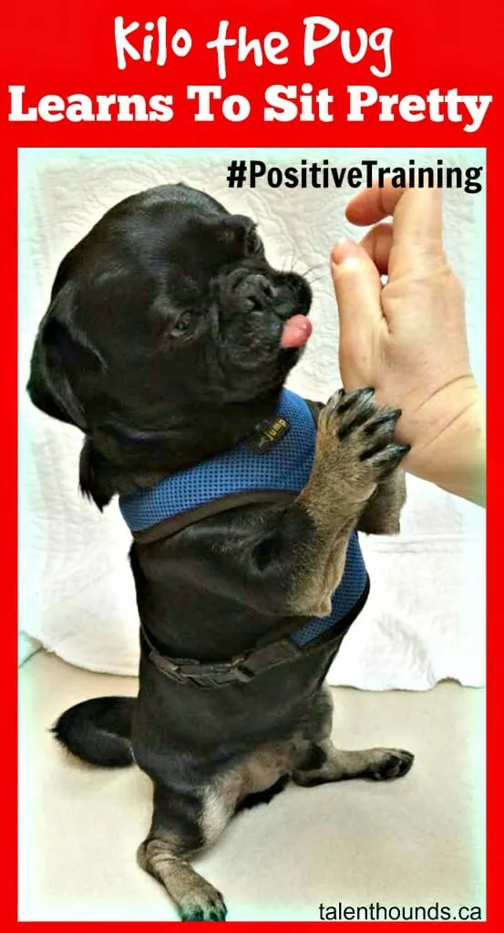 Kilo the Pug demonstrating 'Sit Pretty'