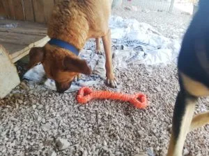 Kilo with CyunCmay Orange Bone
