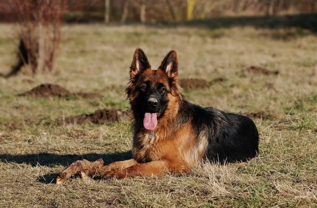 King Shepherd