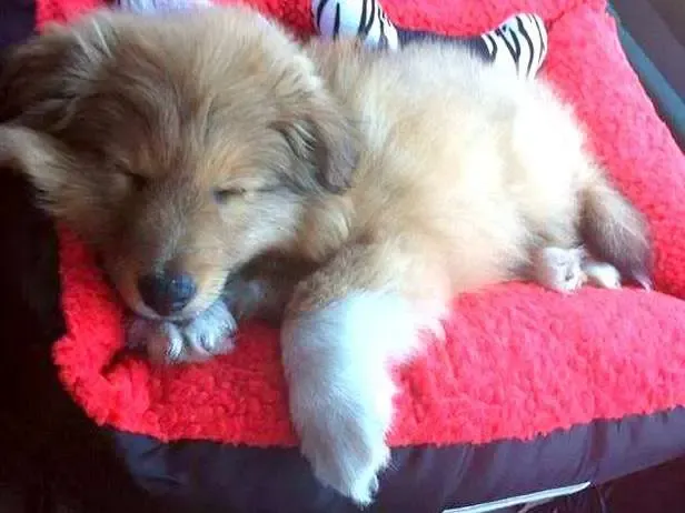 Koda is comfortable. Studies show that staring at this picture for thirty seconds will infuse your soul with bliss.