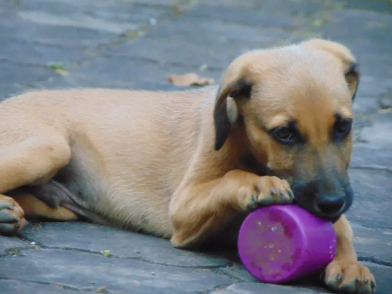 Kombai dog breed