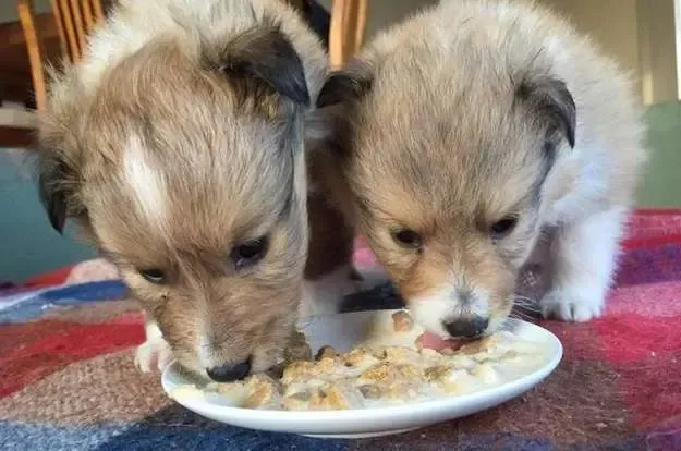 Kona and Maui, two very young Sheltie puppies, putting their puppy teeth to good use.