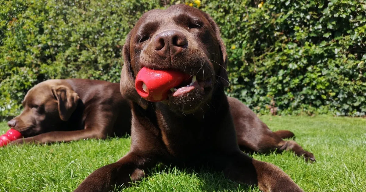 KONG Classic Dog Toy