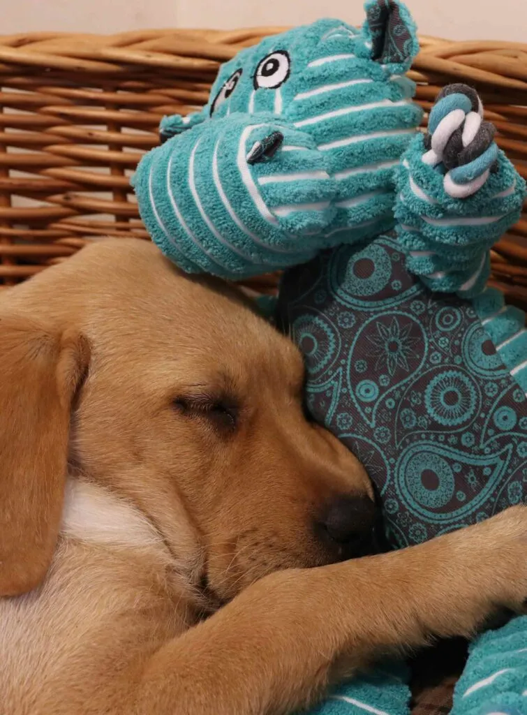 Kong Floppy Knots Hippo, a soft toy with knotted ropes inside for a satisfying chew.