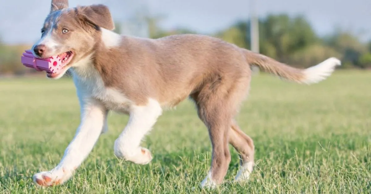 KONG Puppy Teething Stick
