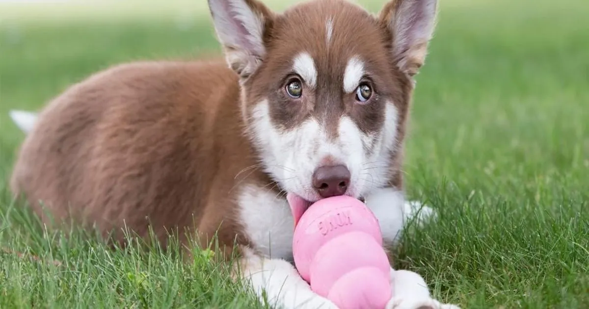 KONG Puppy toy filled with treats