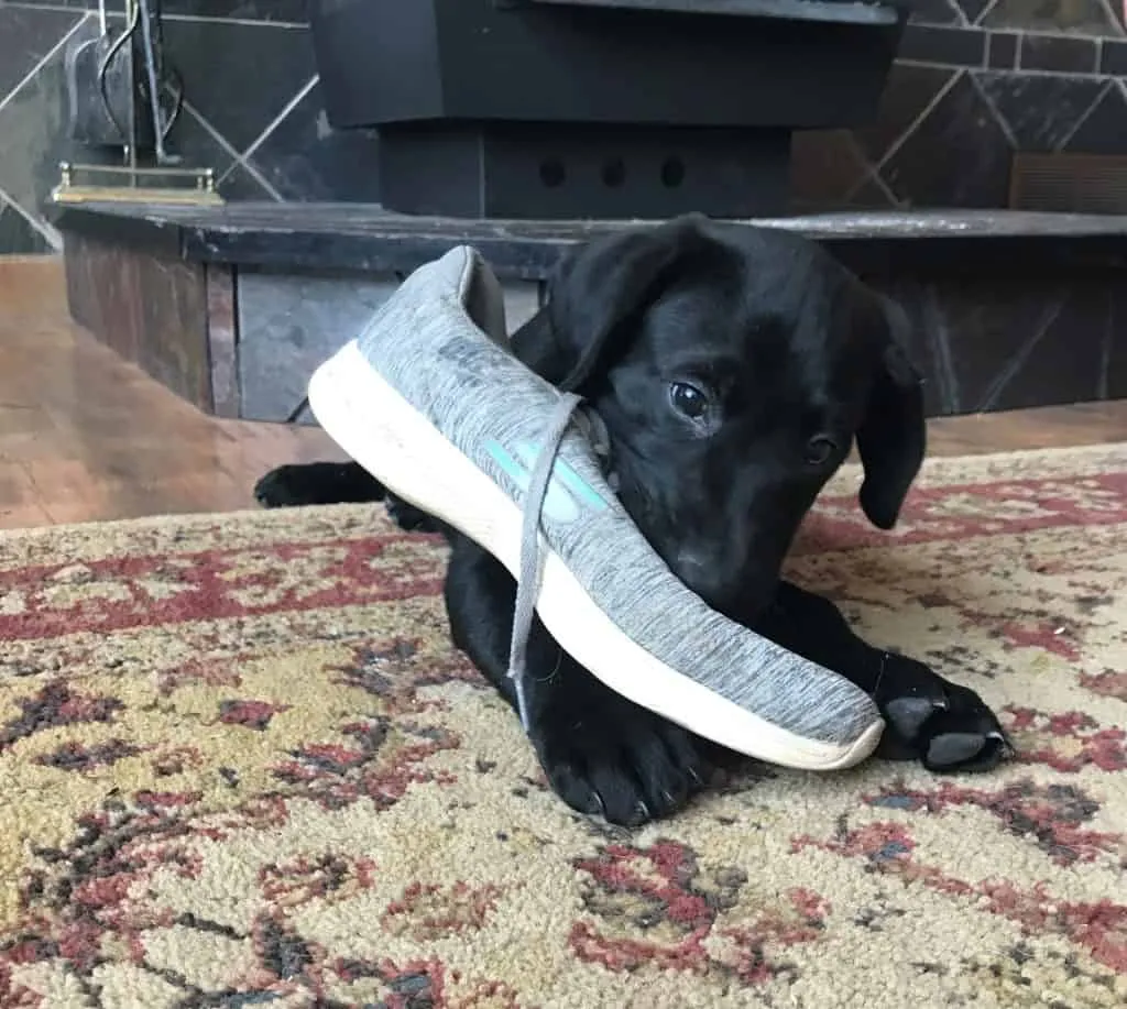 Lab puppy
