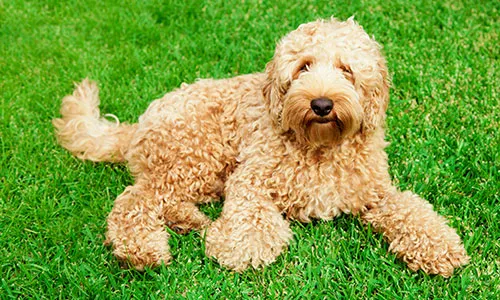 Labradoodle