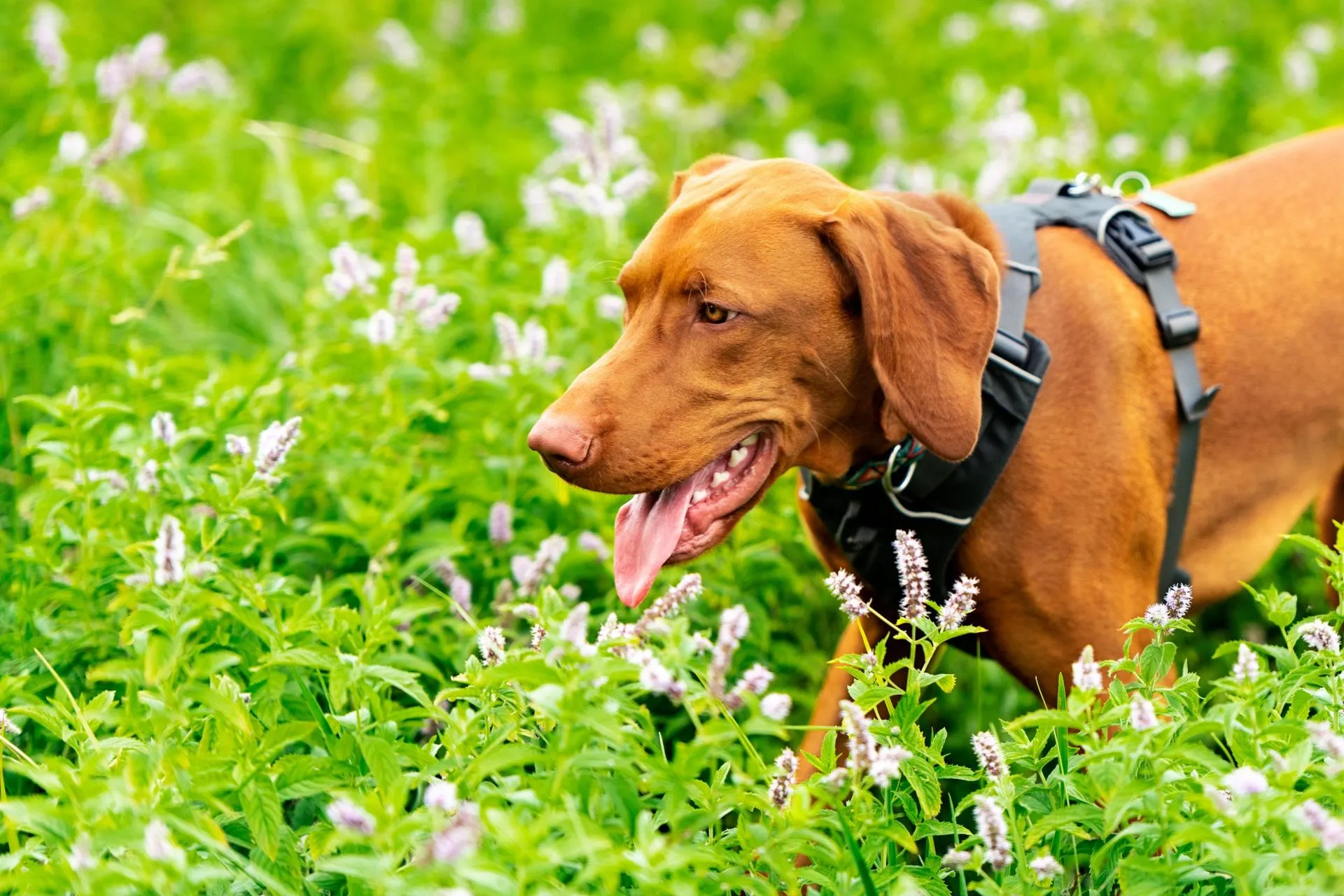 Labrador puppy running in field with lead